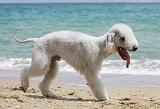 BEDLINGTON TERRIER 041